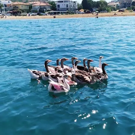 Ege Otel ホテル Çeşme